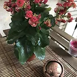 B&B Roma
